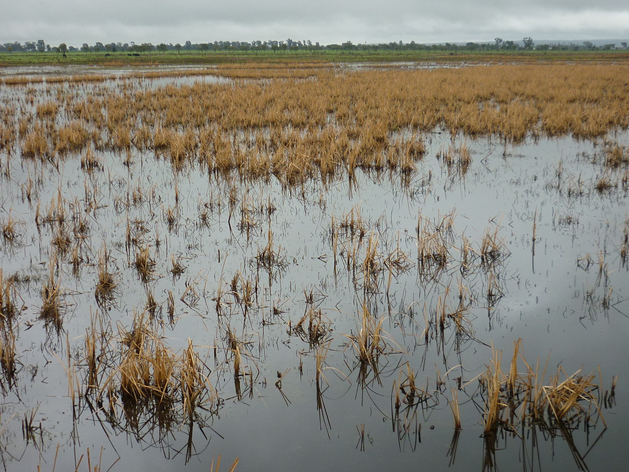 Fivebough Wetlands | Gallery